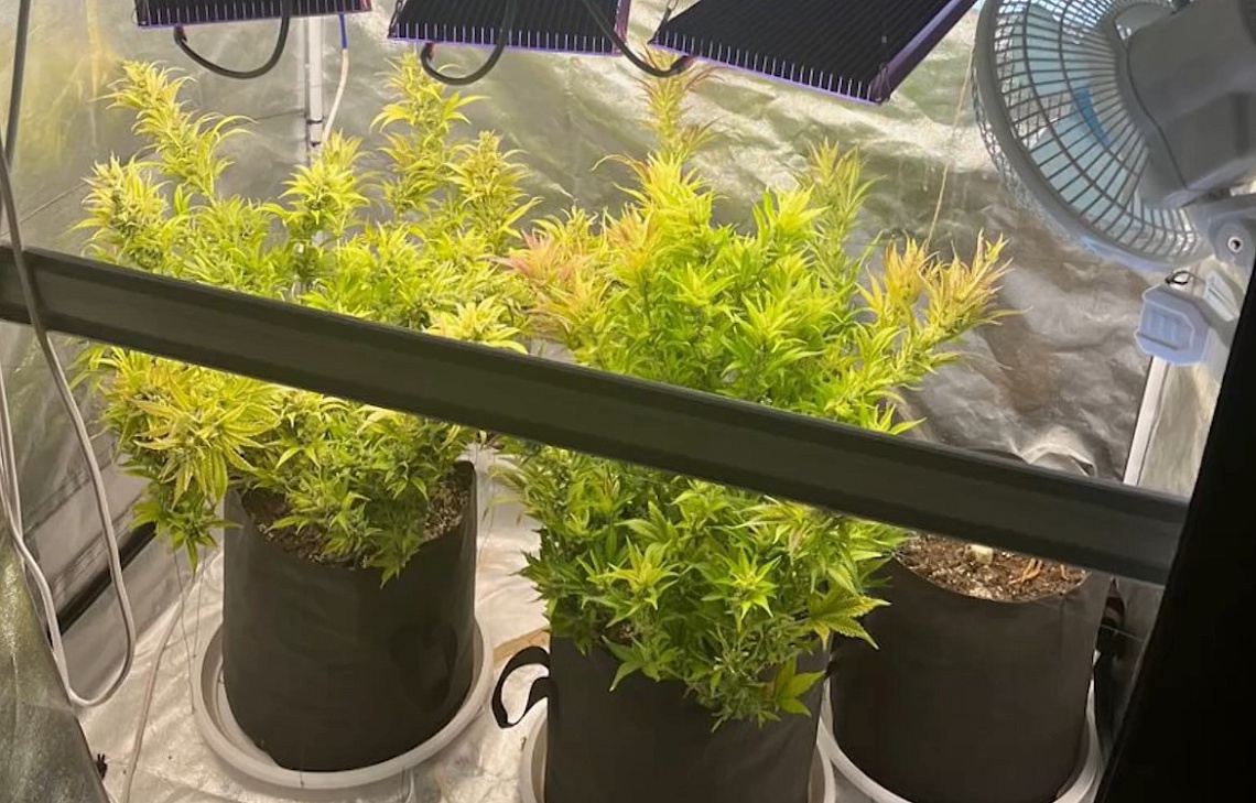 В Пензенской области задержали мужчину, который выращивал дома запрещенные растения